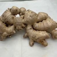 Wholesale Price Organic Ginger international  Standard Fresh Ginger for cooking