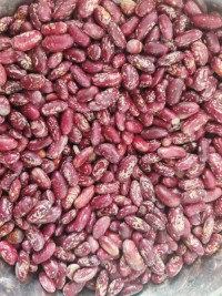 High Quality Purple Speckled Kidney Beans