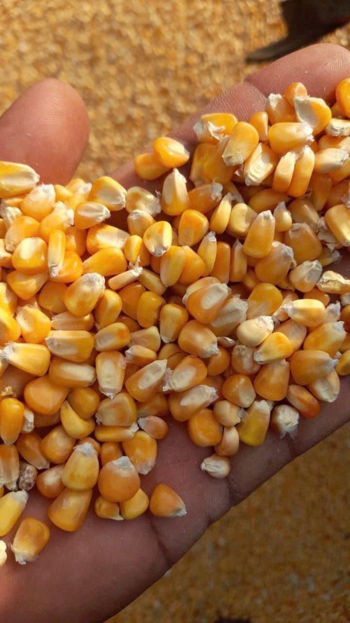 Yellow Maize 100% Natural Dried