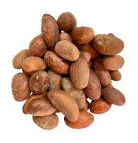 Wholesale Supplier High Quality Bitter Kola Nut