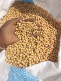 Soy Beans