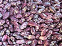High Quality Purple Speckled Kidney Beans